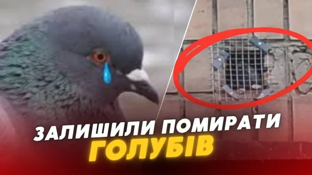 У Луцьку в будинку металевою сіткою закрили голубів: як це сталося (відео)