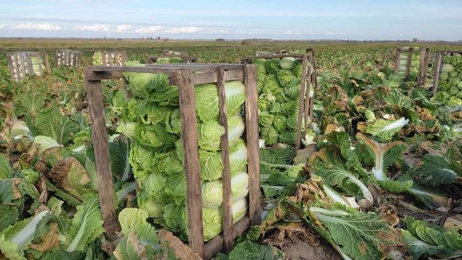 Закривають потребу цілого регіону: під Луцьком місцеві фермери вирощують «пекінку» (відео)