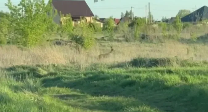 У Рованцях поблизу житлових будинків розгулюють косулі (відео)
