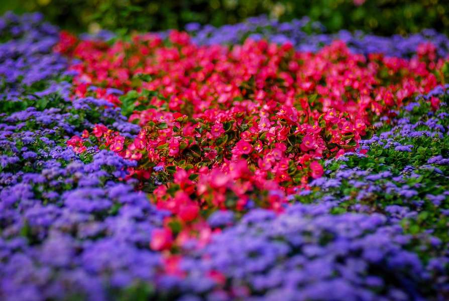 Роса, квіти і хвостики: вересень в Луцькому парку (фото)