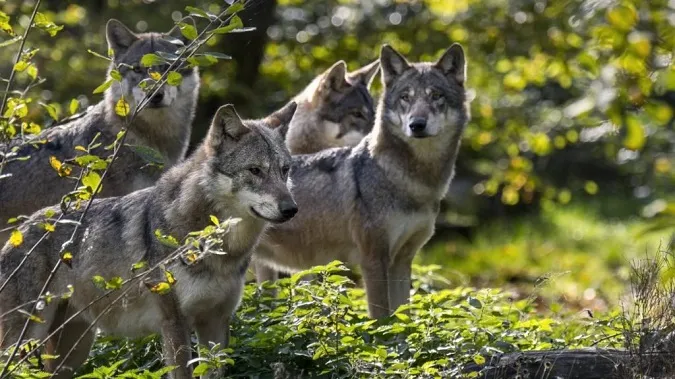На Волині зграї вовків нападають на телят і лошат