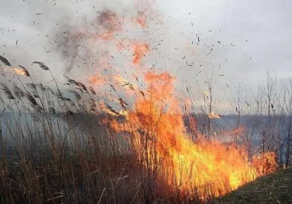 У Луцьку на Ковельській горів очерет