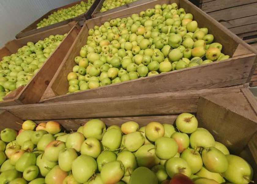 На Волині розпочали збір яблук (фото)
