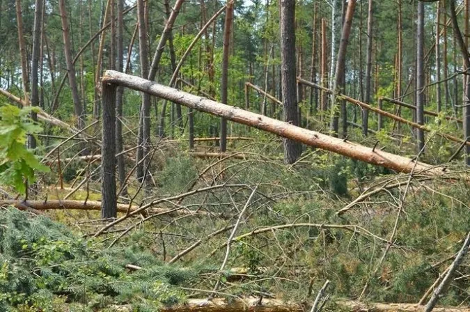За літо на Волині негода пошкодила два гектари лісу