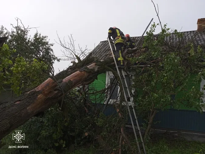 На Волині здоровенне дерево впало на дах будинку (фото)