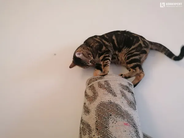 Затишок у домі чи коти