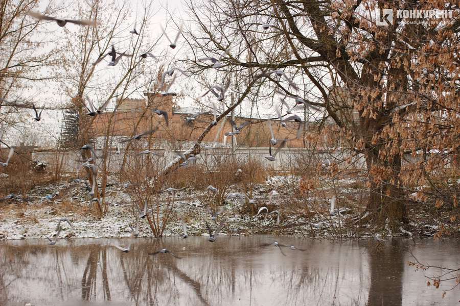 Підтоплені дерева та відчайдушні бігуни: ранок у луцькому парку (фото)