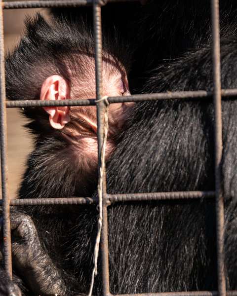 У Луцькому зоопарку поселився чорночубий Любарт (фото)