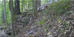Ексклюзив із хащів: фотопастка у нацпарку впіймали потайне сімейство пухнастиків (відео)