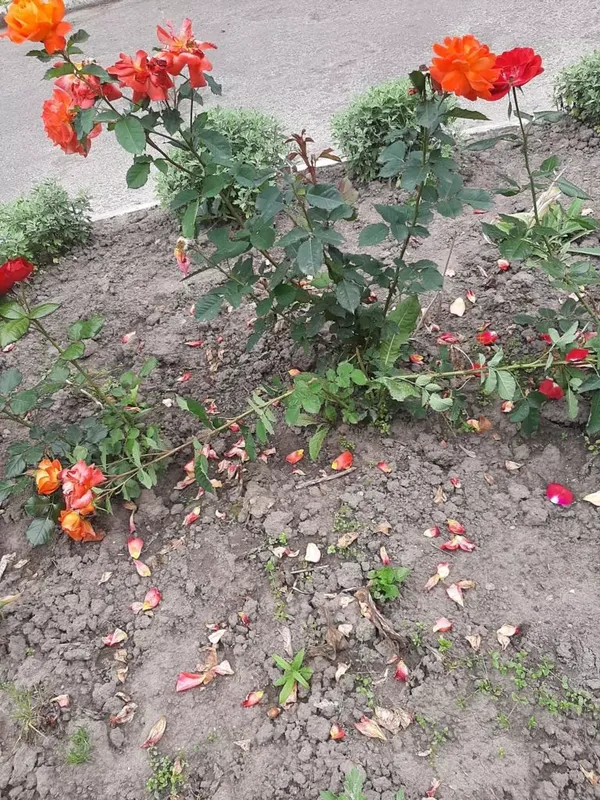 На Волині вандали знищили квіти висадженні в пам'ять загиблих Героїв (фото)