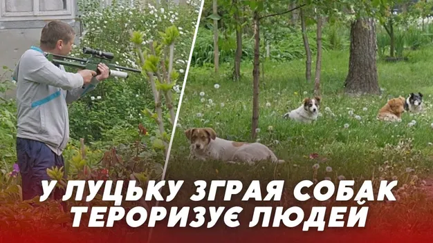 Гарчать і кусають: у Луцьку в одному з дворів собаки не дають спокою місцевим мешканцям (відео)