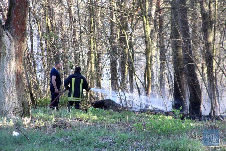 Біля Володимира загорівся ліс: ймовірно, через підпали сухої трави (відео)