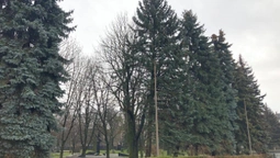 На меморіалі в Луцьку зрізали всохлі ялинки (фотофакт)
