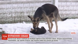 У Локачах отруїли бездомних собак: люди звинувачують владу (відео)