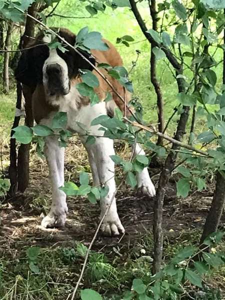 У лісі біля Лаврова собаку прив’язали до дерева (фото)