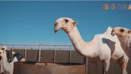 Перший у світі: в Саудівській Аравії представили готель для верблюдів (відео)
