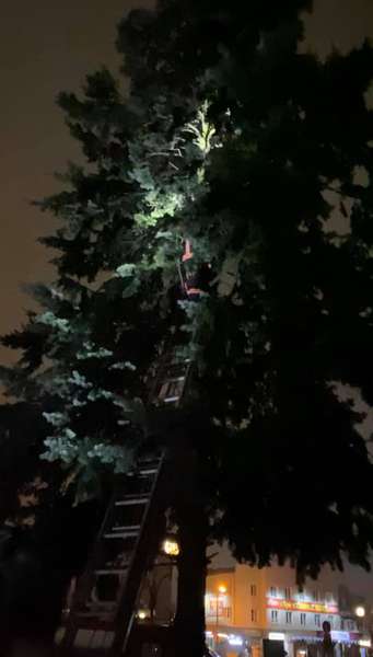На Волині кота-спайдермена знімали з дерева «всім» містом (фото)