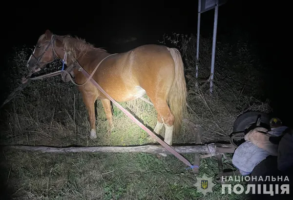 Біля Луцька авто в'їхало в підводу: постраждали троє людей, двоє із них – діти (фото)
