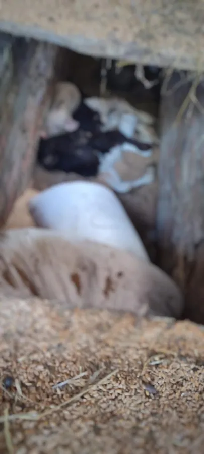 Крики, запах та недогляд: на Волині фермер може сісти за жорстоке поводження з тваринами (фото)