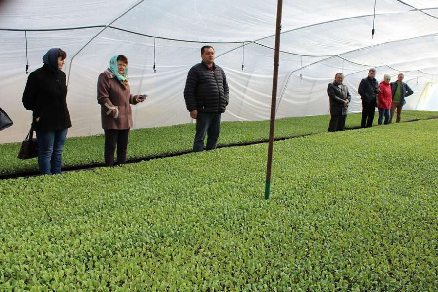 У Ківерцівському районі фермер вирощує 57 гектарів капусти