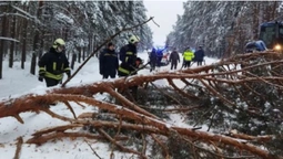 Негода на Волині: рятувальники звільняють дороги від повалених дерев (фото)