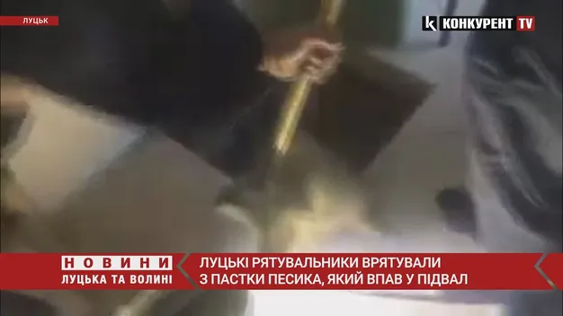 Луцькі рятувальники визволили песика, який провалився у підвал (відео)