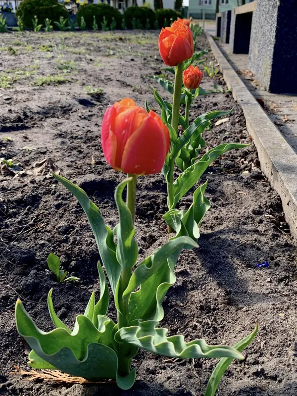 🌷Висадила тисячу тюльпанів: як квітникарка роками змінює Шацьк (фото)
