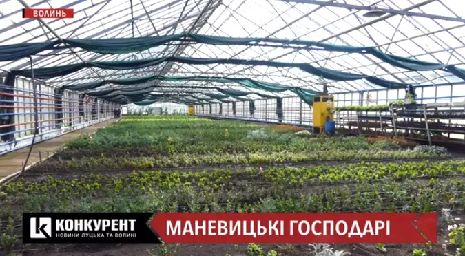 Петрушка, кущі та лимони: маневицькі лісівники хизуються теплицею (відео)