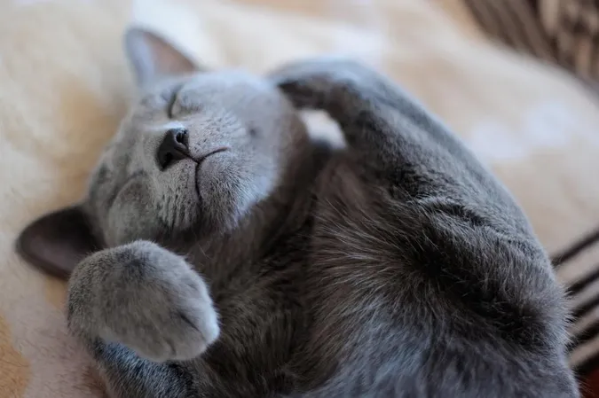 Пухнасті добряки: названо 10 найспокійніших порід котів