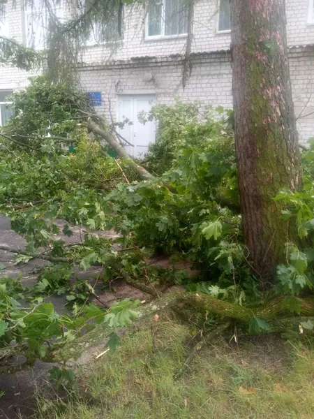 Негода на Волині порозкривала хати та повалила дерева (фото, відео)
