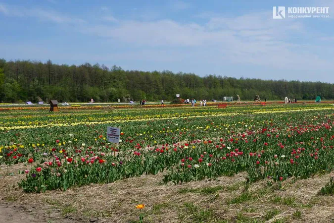 Фестиваль «Волинська Голландія» продовжили до 22 травня