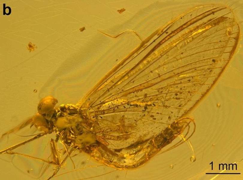 Застрягли в бурштині. Вчені відкрили новий вид комах, які жили понад 35 млн років тому (фото)