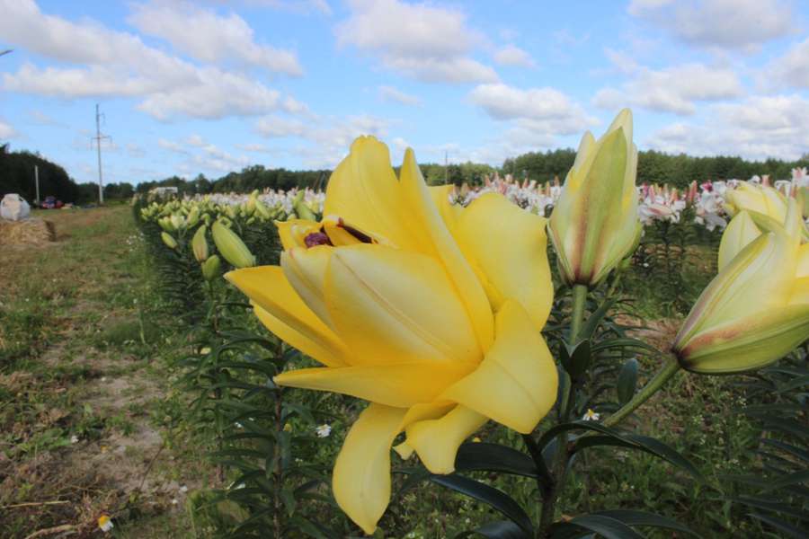 У «Волинській Голландії» розпочали фестиваль осінніх квітів (фото, відео)