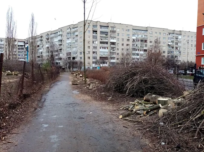 У Луцьку біля храму зрізали 30 дерев: чи законно (відео)