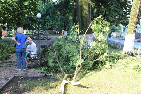 Негода повалила дерева на Волині (фото)