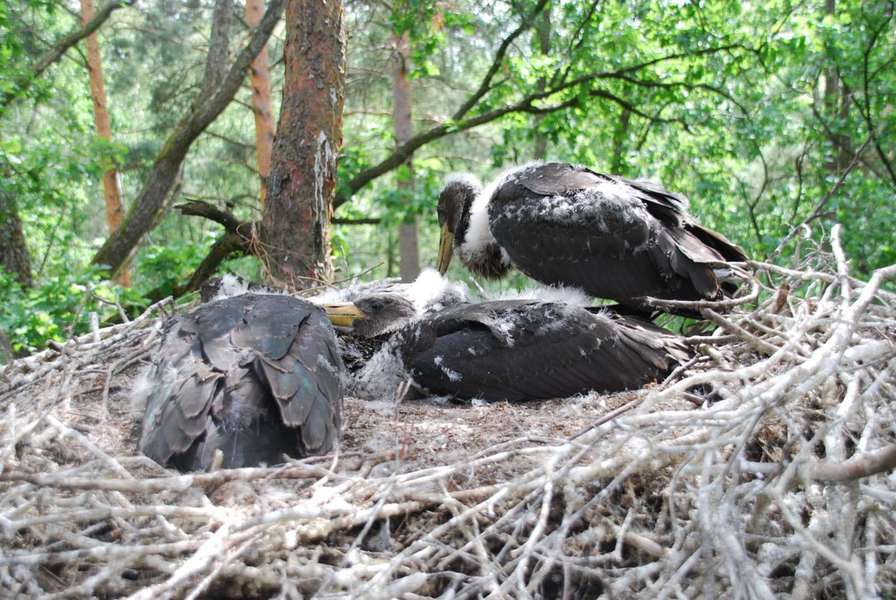 На Волині знайшли гнізда рідкісного птаха (фото)