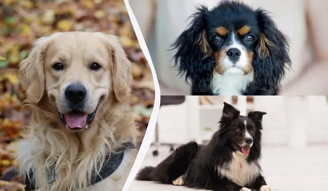Вони випромінюють щастя: названо 10 найвеселіших порід собак