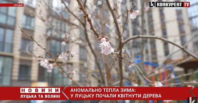 Аномально тепла зима: у Луцьку квітнуть дерева (відео)