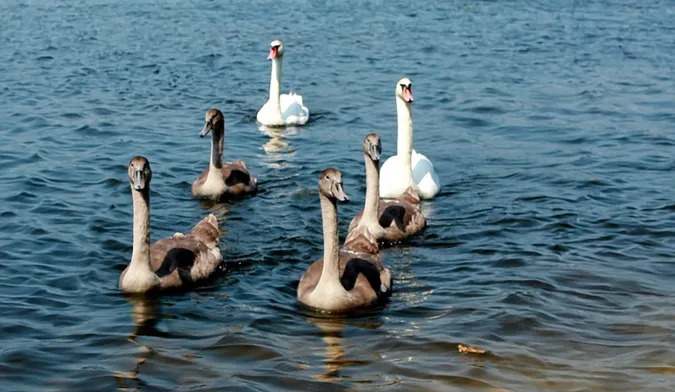Перші сімейні фото: на волинському озері поселились лебеді (фото)