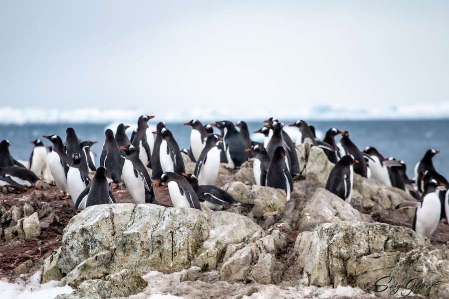 По 500 пінгвінів на полярника: біля «Вернадського» збільшується популяція пернатих