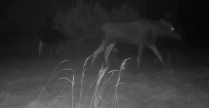 У лісі на Волині помітили червонокнижних лосів (відео)