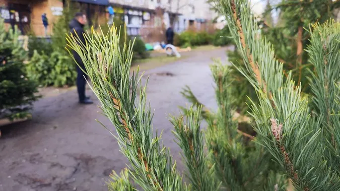 У Луцьку серед продавців «святкових» дерев шукали порушників