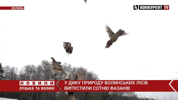 У волинські ліси випустили сотню фазанів: тепер вони житимуть в диких умовах (відео)