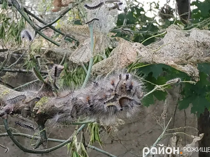 У Рожищі – нашестя гусені  (фото)