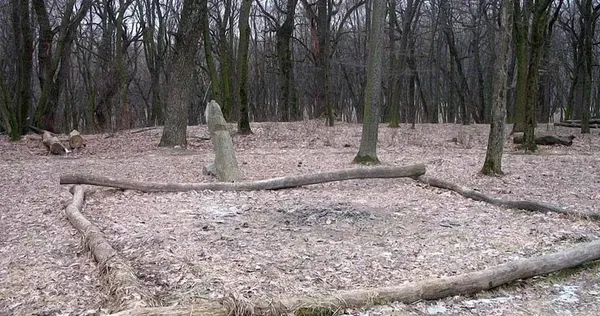 В Україні є містична галявина, куди блискавки б'ють знову і знову: де шукати