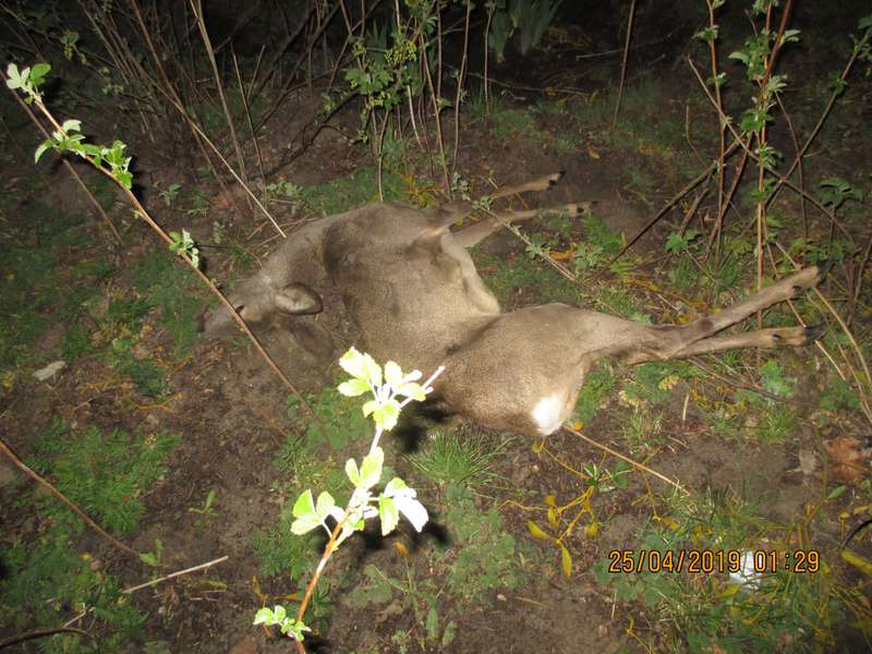 У маневицькому лісі браконьєри вбили козулю (фото 18+)