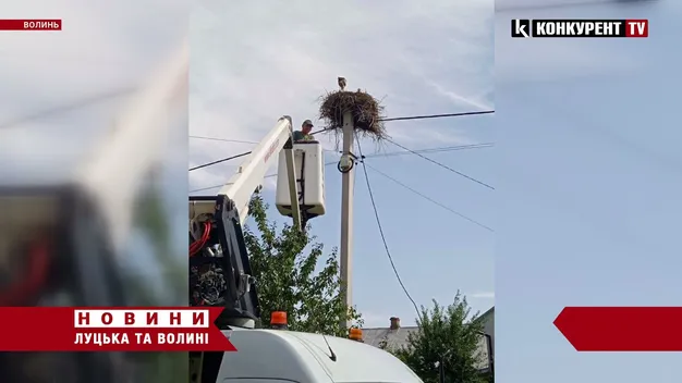 Поруч із Луцьком електрик звільнив лелек від мотузок (фото, відео)