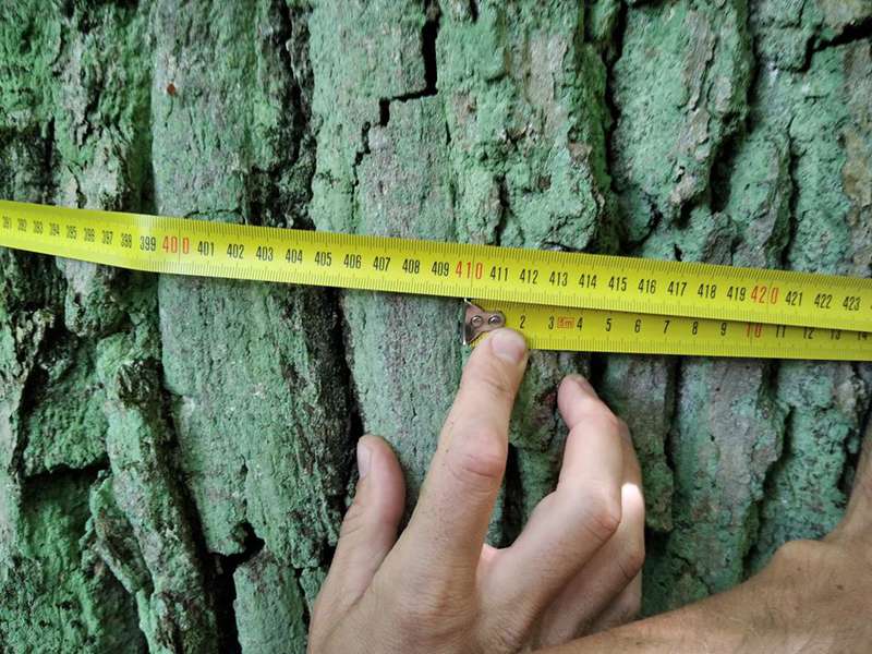 У волинському лісі знайшли дуб, якому 400 років (фото)
