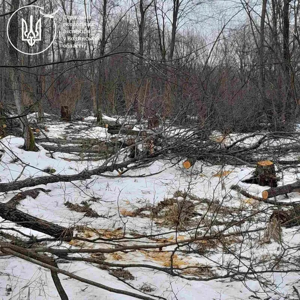 Виявили 568 пнів незаконно зрубаних дерев