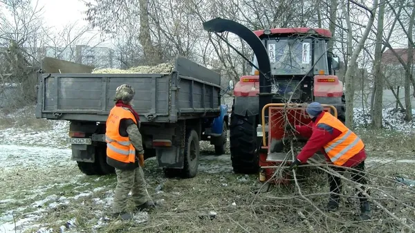 У Луцьку зрізають аварійні дерева (фото)